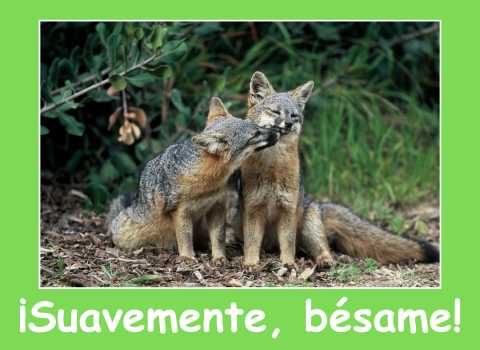 Gráfico de una tarjeta verde del Día de San Valentín con una foto de dos zorros isleños (Urocyon littoralis). Texto debajo que lee ¡Suavemente, bésame!” y “para y de.” Logotipo del Servicio para Peces y Vida Silvestre de los Estados Unidos (USFWS) en la esquina inferior derecha.