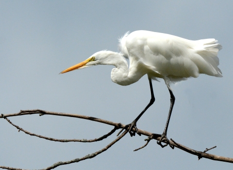 A great egret perched on a branch