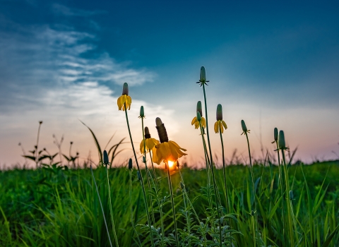 Yellow prairie coneflowers in a lush green field at sunset