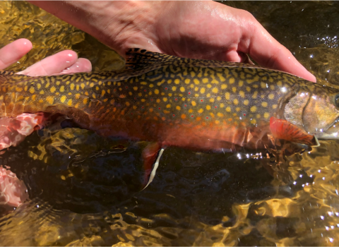 Image of brook trout being held in stream.