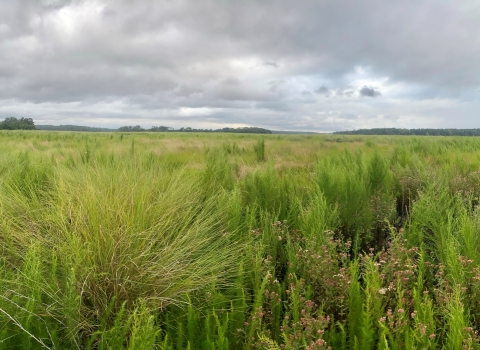 Tall grasses grow in a marsh habitat. This open landscape is suitable for multiple species, including Eastern black rail. 