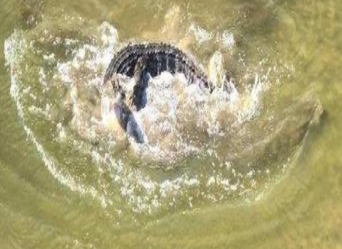 An alligator splashing in a catfish pond at Welaka NFH