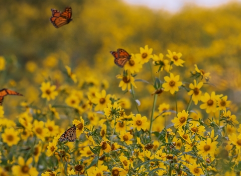 Monarch butterflies in a golden field of nodding bur-marigold at Chautauqua National Wildlife Refuge.