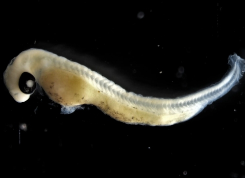 A tiny fish larval set against a dark background. The small fish has not fully developed so no fins, gills etc. 