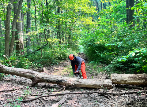 a worker on a wooded trail wearing a helmet and using a chainsaw on a large log