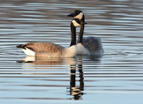 2 Canada geese, which are large birds with black heads with a white section below their eyes, a brown backside and black-tipped white tail, are swimming close to each other. One goose is closer to the camera, and one is further away. The goose that is further away has its head above the goose that is closer as if it is resting its head on the other.
