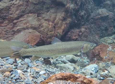 A fish facing right in clear water near a river bottom with rocks underneath and behind it.