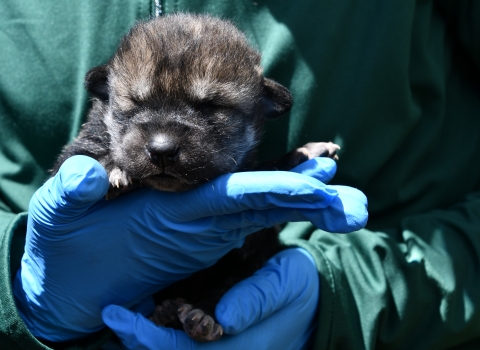 A person wearing latex gloves holds a young Mexican wolf pup