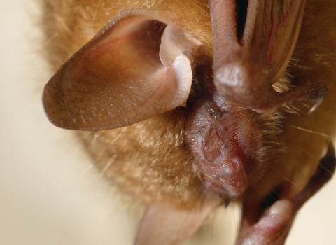 a portrait of a hanging bat with large ears, folded arms, and a fuzzy brown body