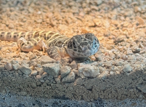 a brown and tan speckled lizard looks out of a glass container