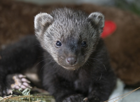 a dark brown fisher kit looks directly at the camera