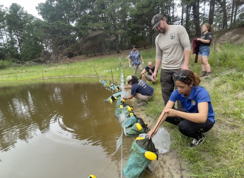 Biologists release Houston toad eggs into a pond in Central Texas
