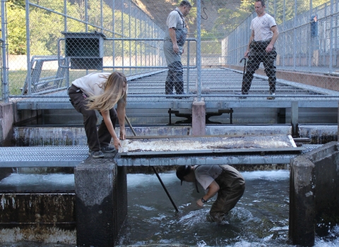 In the foreground, two staff at a fish hatchery work both above and in the water to remove some structures. Two people are in the background behind a chain link fence. 