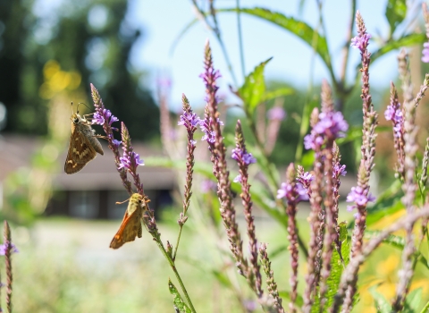 Two butterflies on purple flowers with a building in the background