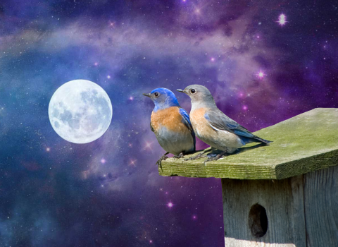photo art of bluebirds looking at a full moon with a galaxy in the background