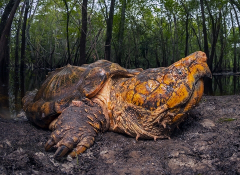 A large male Suwannee alligator snapping turtle rests on a riverbank.