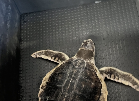 A sea turtle with a dark brown shell and flippers with light margins lays in a rubberized box during transport