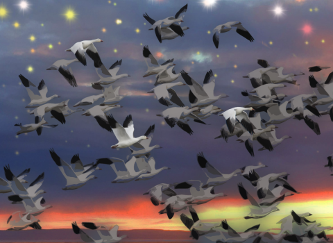 Photo art of snow geese flying with a sunset in the background