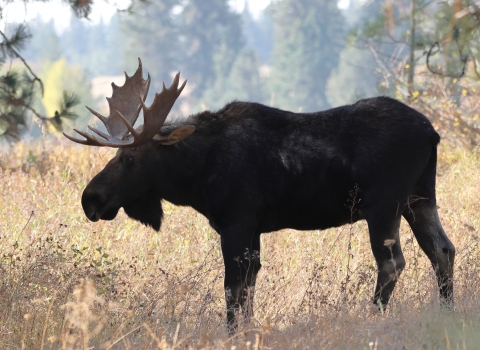 A bull moose standing