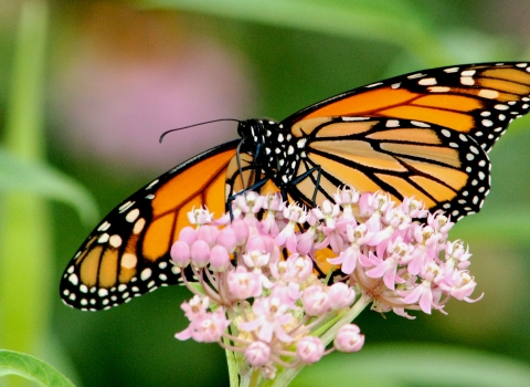 A monarch butterfly sips nectar from a swamp milkweed flower