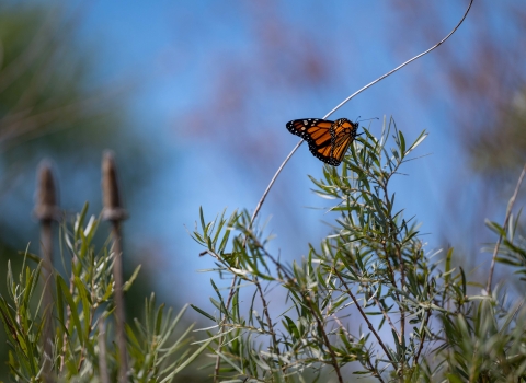 a Monarch butterfly on a green plant