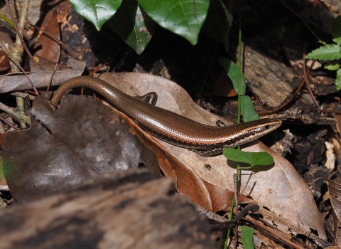 a brown skink on a leaf