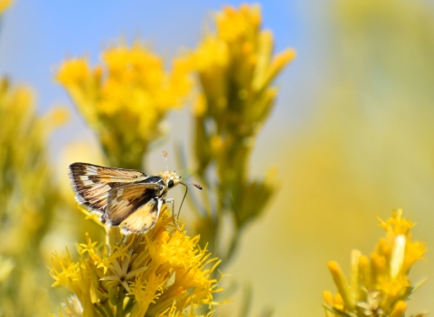 A small skipper sits atop yellow flowers