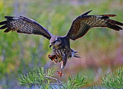 A photo captures an Everglades snail kite as it snags a snail in its talons.