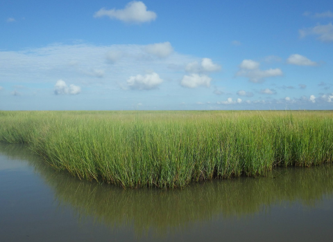 A grassy marsh