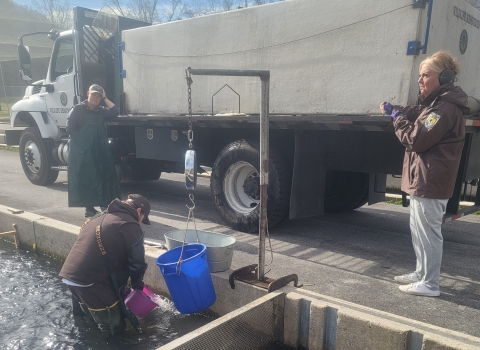 Loading a hatchery fish stocking truck: bucket with water suspended from hanging scale, water and fish being added to hanging bucket. Fish transport truck in the background. Hatchery staff in the water of a fish raceway.