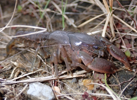 The spinytail crayfish is small and slender. It has a hard, reddish-brown shell with darker markings. Its tail is tapered with spiny ridges along the edges.
