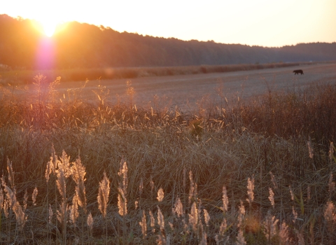 The sun shines over the horizon, creating a glowing, golden effect. A black bear walks across a harvested field in the distance. In the foreground, wild plants grow.