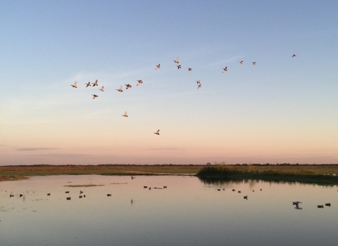 Ducks flying over a wetland on the Texas Gulf Coast prairie