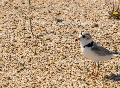 Piping plover standing on a sandy beach. Yellow flower in the background.