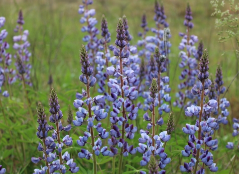 Photo of blue-purple Wild Lupine flowers in the prairie of the Rapids Lake Education and Visitor Center parking lot