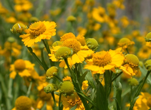 Bright yellow flowers with long green stems growing outside