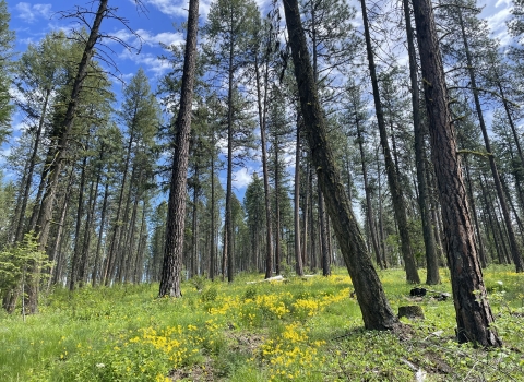 A forested area one-year after timber was harvested