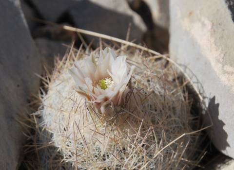 White to pink flower petals erupt near the top center of a globe-shaped plant filled with white and brown needle-like leaves.