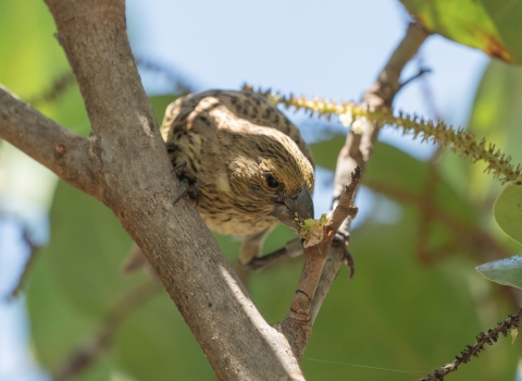 ʻEkupuʻu standing on branch eating seeds after it was released at Midway Atoll