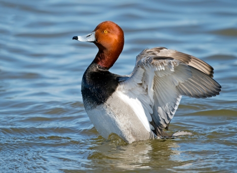 Drake redhead duck flapping its wings