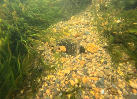 A freshwater mussel peaks above the substrate, surrounded by gravel and aquatic vegetation. 