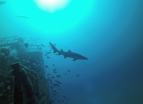 Sand tiger shark swims past artificial reef built from a ship 