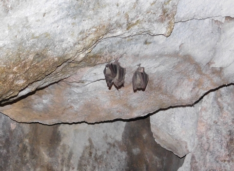 two bats hang upside down from the ceiling of a cave