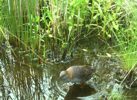 An Eastern black rail walk through water.