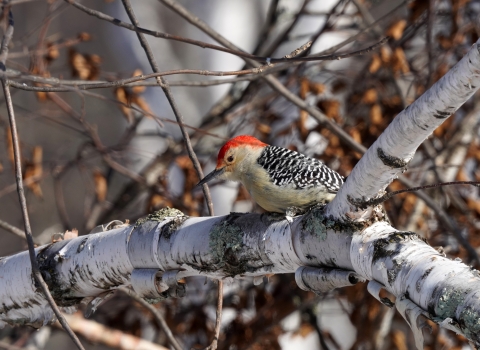 Red-bellied woodpecker perched in a tree
