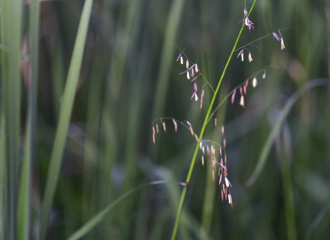 Close of of a single stalk of wild rice with small light pink and purple flowers with other green stalks blurred in the background.