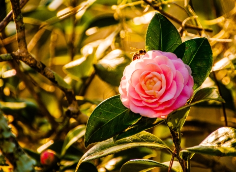 Camelia at Southeast Louisiana Refuges Complex Headquarters