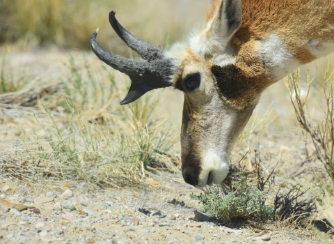 Close-up of the pronghorn grazing.