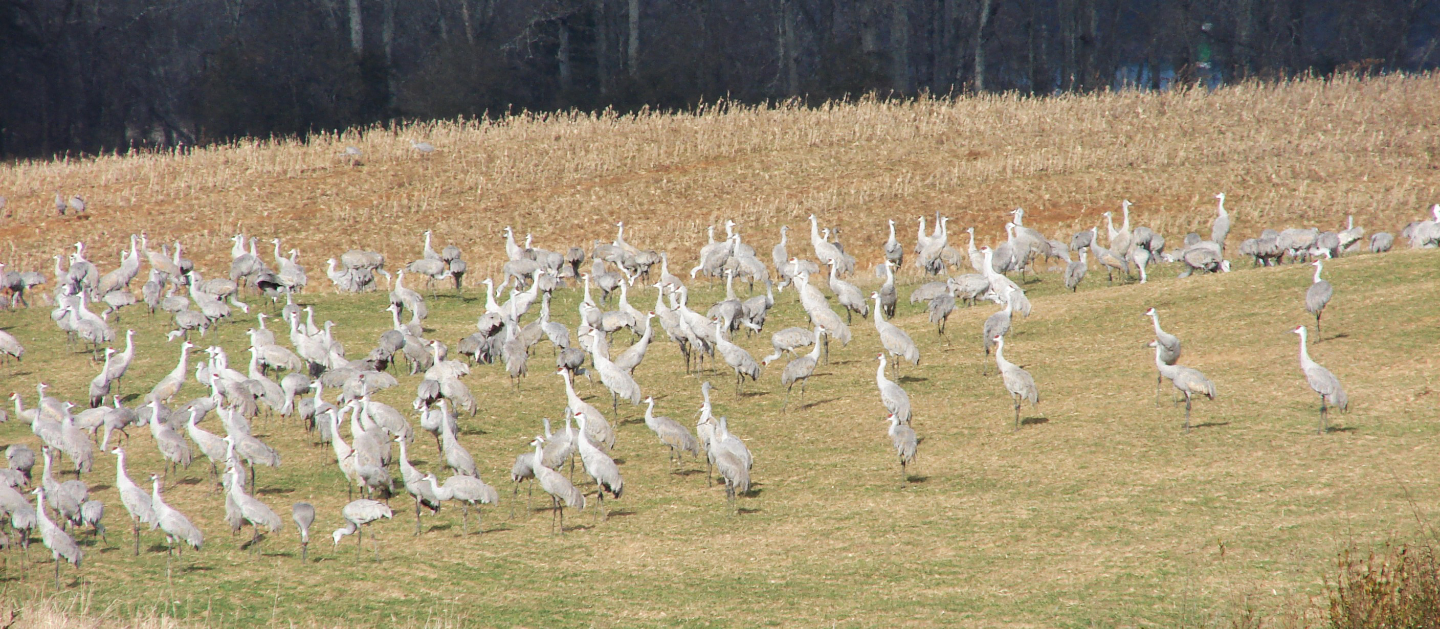 Sanhill cranes in field