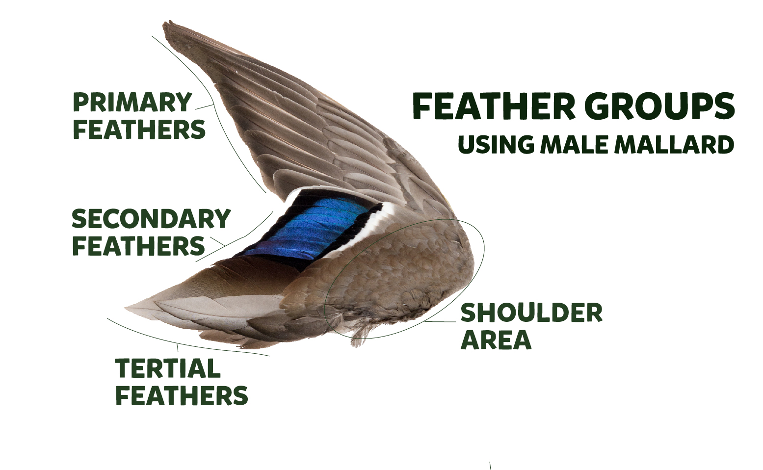 duck wing feather groupings